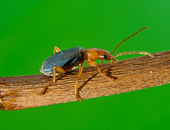 Brachinus ejaculans