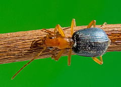 Brachinus ejaculans