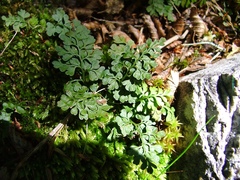 Asplenium dareoides