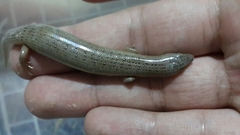Chalcides ocellatus