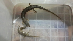 Chalcides ocellatus
