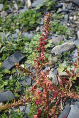 Blitum virgatum