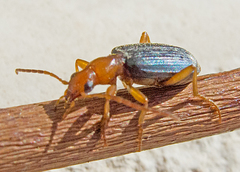 Brachinus ejaculans