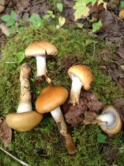 Cortinarius trivialis