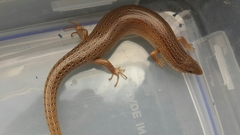 Chalcides ocellatus