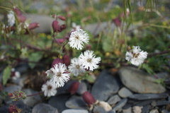 Silene lacera
