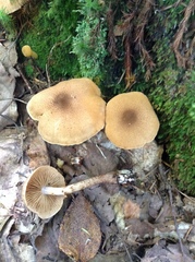 Cortinarius pholideus