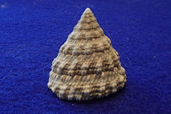 Tectus fenestratus