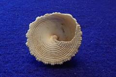 Tectus fenestratus
