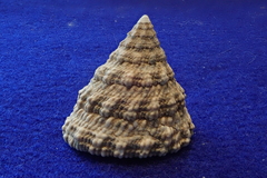 Tectus fenestratus