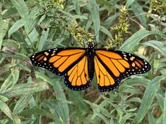 Danaus plexippus
