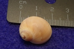 Natica marochiensis