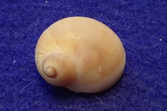 Natica marochiensis