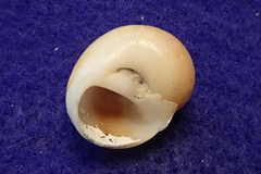 Natica marochiensis