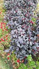 Piperales