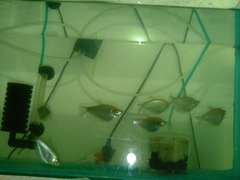 Trichopodus microlepis