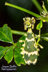 Callibia diana