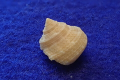 Calliostomatinae