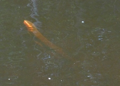 Electric Eel photo 4