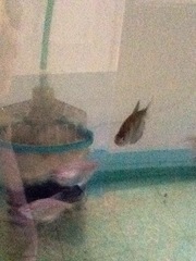 Gymnocorymbus ternetzi