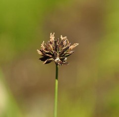 Juncus saximontanus
