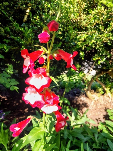 Jones' beardtongue (Penstemon ×)