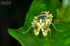 Callibia diana
