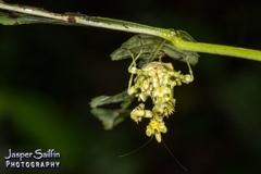 Callibia diana
