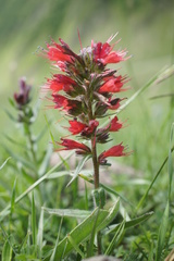 Pontechium maculatum