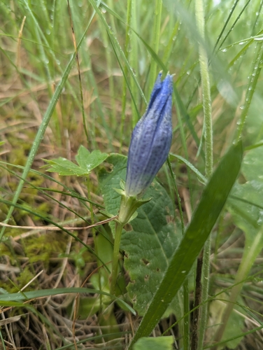 Gentiana ligustica, photograph 5