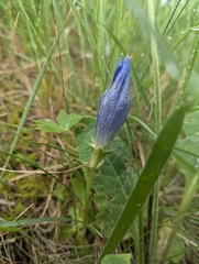Gentiana ligustica, photograph author not stated, no rights reserved