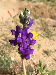 Lupinus flavoculatus
