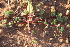 Tetragonia microptera