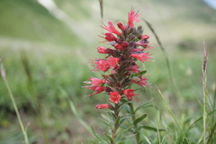 Pontechium maculatum