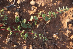 Tetragonia microptera