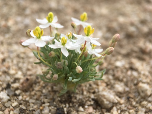 White pygmypoppy (Canbya candida)
