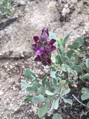 Salvia pachyphylla