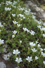 Minuartia