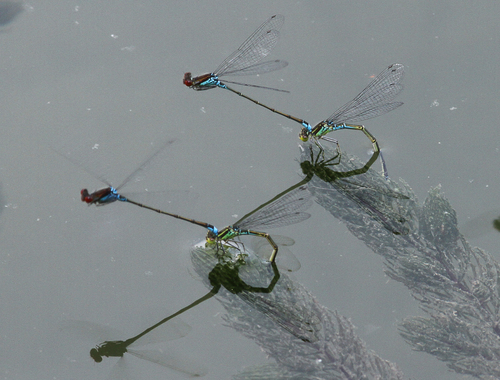 Small Red-eyed Damselfly