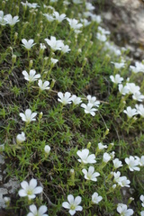 Minuartia