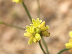 Eriogonum pusillum