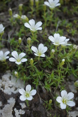 Minuartia