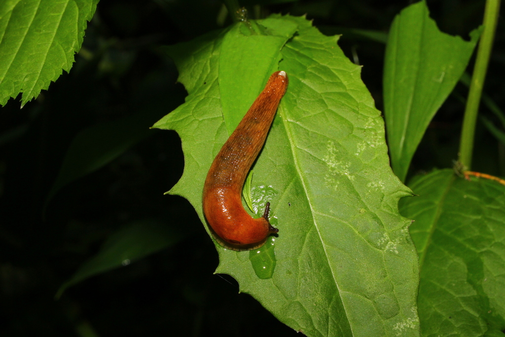 Limacidae
