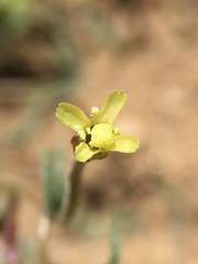 Camissonia pusilla