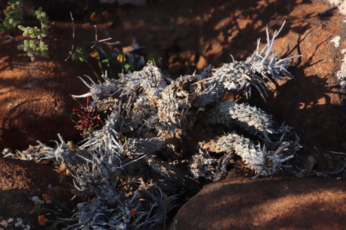 Image of Euphorbia multiceps by (c) Tony Rebelo, some rights reserved (CC BY-SA)