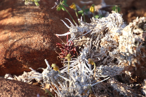 Image of Euphorbia multiceps by (c) Tony Rebelo, some rights reserved (CC BY-SA)