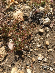 Centrostegia thurberi