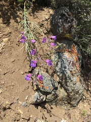 Penstemon incertus