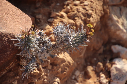 Image of Euphorbia multiceps by (c) Tony Rebelo, some rights reserved (CC BY-SA)