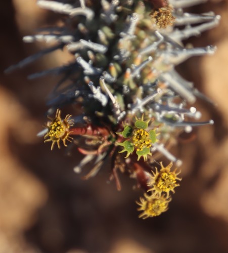 Image of Euphorbia multiceps by (c) Tony Rebelo, some rights reserved (CC BY-SA)